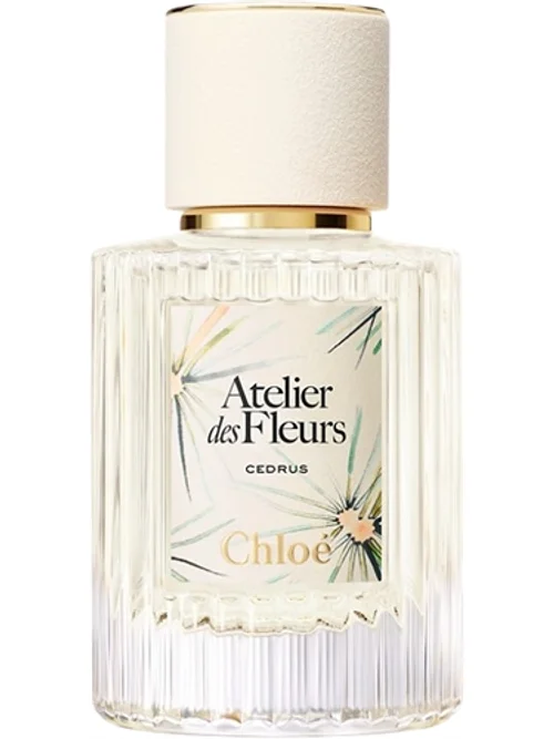 Cedrus by Chloé