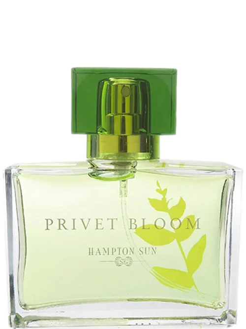 Privet Bloom by Hampton Sun