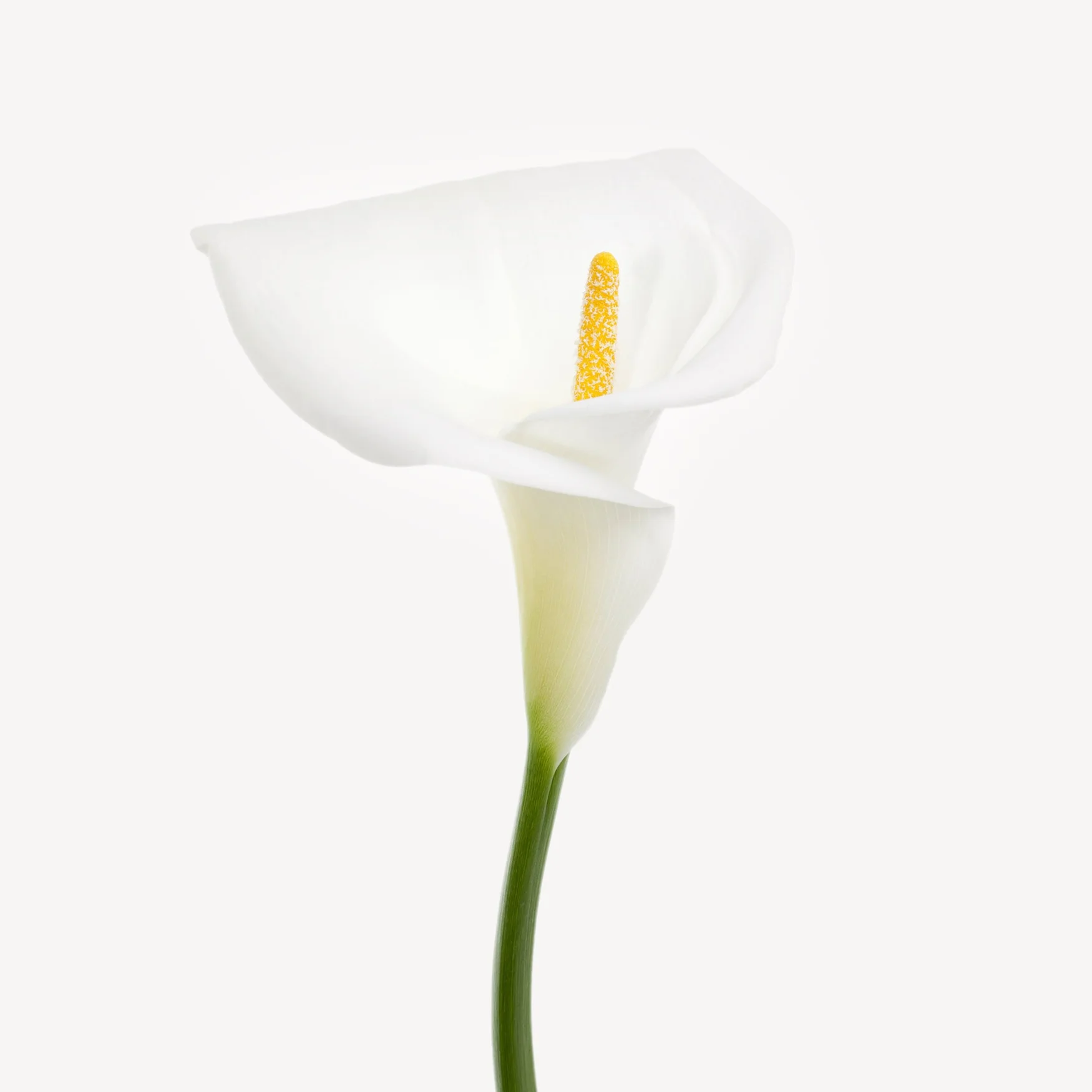 Arum Lily