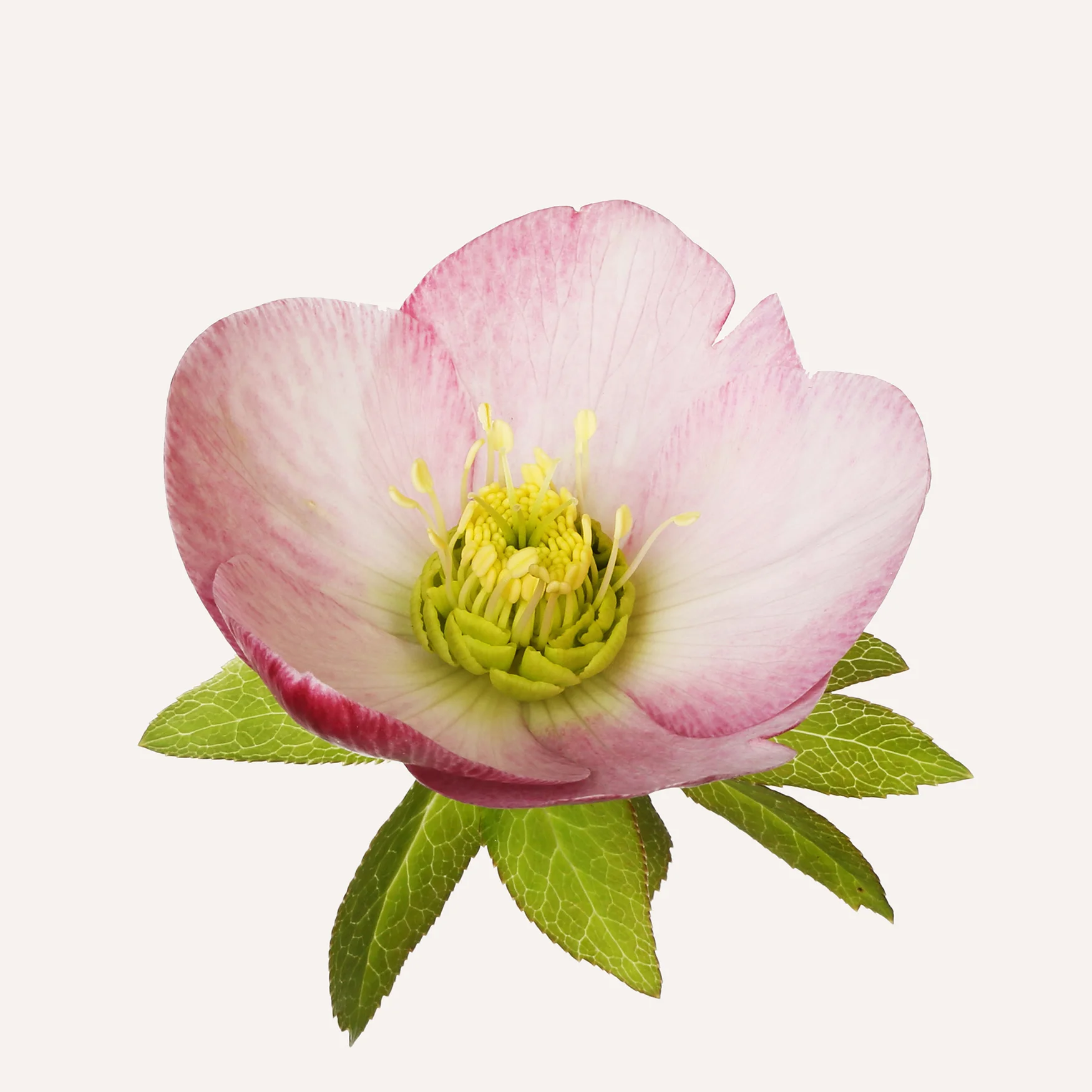 Hellabore Flower