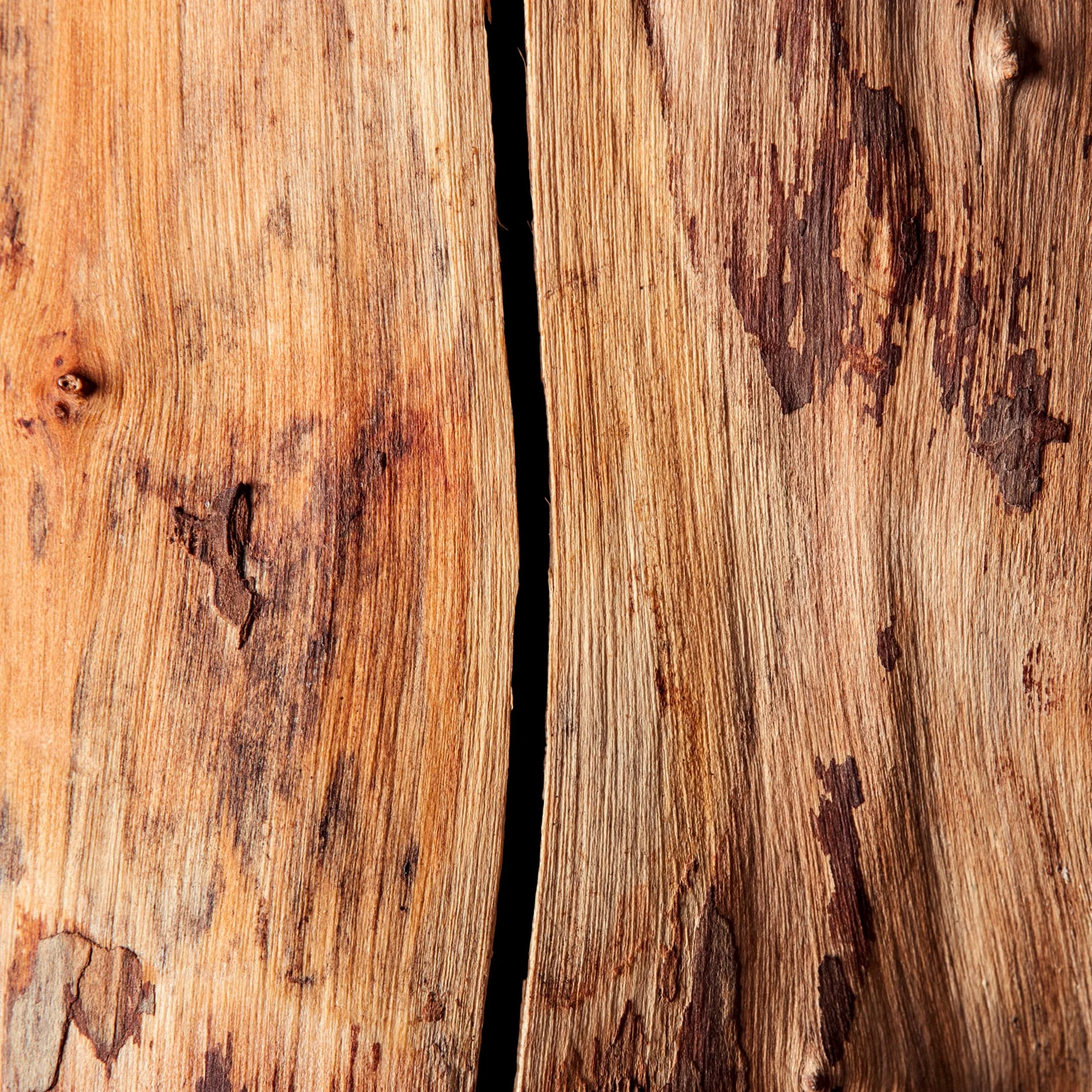 Sandalwood (Egypt)